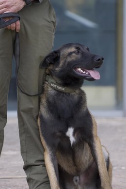 Solo Cataluña ha creado unidades caninas formalizadas 