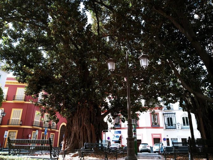 Archivo - Uno de los ficus de la Plaza Cristo de Burgos.
