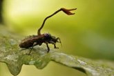 Foto: Un hongo que crece en los insectos podría ayudar a desarrollar nuevos medicamentos antivirales y contra el cáncer