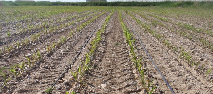 Archivo - Riego por goteo en un cultivo extensivo