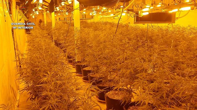 Marihuana intervenida por la Guardia Civil