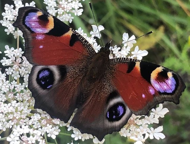 Una mariposa pavo real (Aglais io) tiene manchas oculares en la superficie superior de cada ala delantera y trasera que parecen mirarte a los ojos.