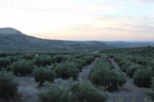 Archivo - Paisaje de olivar de Sierra Mágina.