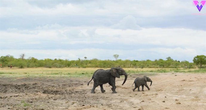Rescatan a esta elefante y su cría y graban la arriesgada operación