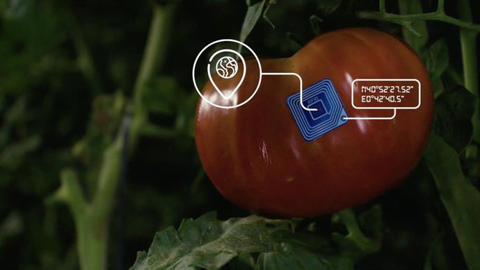 Presentación del Tomate Más Rápido del Mundo!