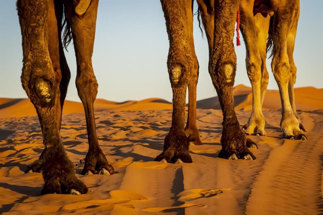 Dromedarios caminando en el desierto del Sáhara en Marruecos el 9 de noviembre de 2021.