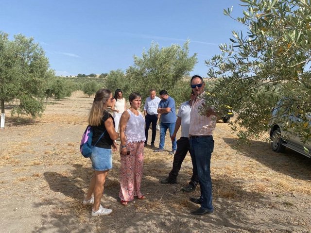 Aranda visitando finca de olivar/Archivo