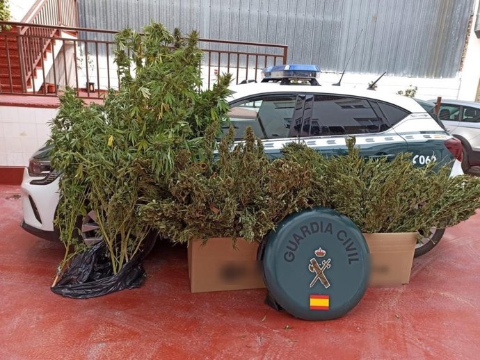 Imagen de las sustancias incautadas