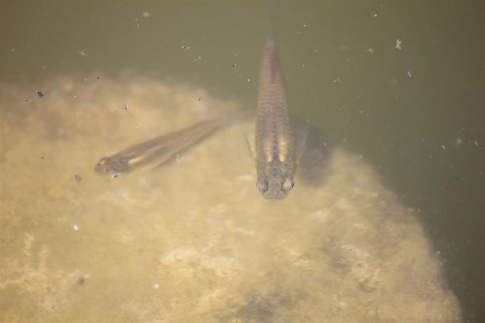 Ejemplar de una gambusia (Gambusia holbrooki)