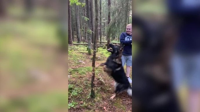 Este perro derriba un árbol...¡Para llevarselo como palo!