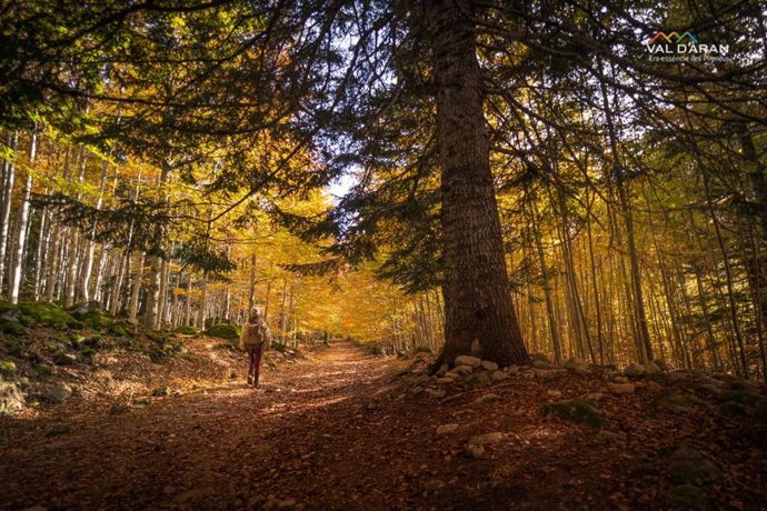 El Patronato de Turismo de la Diputación de Lleida ha seleccionado rutas de baños de bosque.