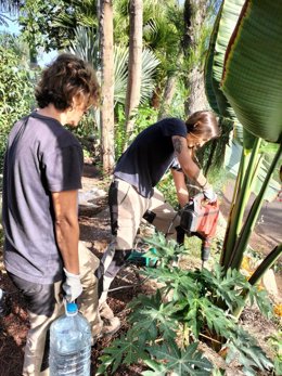Operarios actúan contra las termitas subterráneas en Adeje