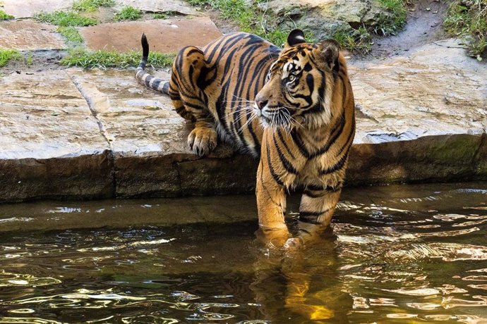 Los cuidadores de Bioparc Fuengirola llevan a cabo enriquecimientos con feromonas para tigres y leopardos con el objetivo de garantizar su bienestar