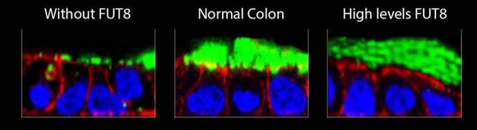 La imagen muestra la capa mucosa (en verde) de las células colónicas en condiciones normales (centro). En las células sin FUT8, la capa mucosa es más fina y se elimina fácilmente con el lavado (izquierda).