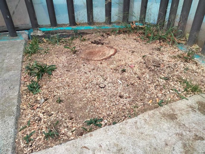 Arbol talado en la calle Muelle de Ibeni de Bilbao