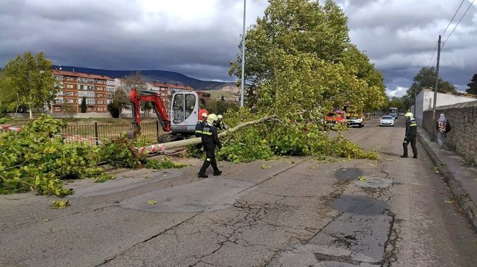 Los bomberos intervienen ante la caída de un árbol por el viento en Reinosa