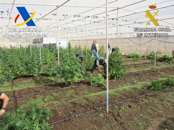 Marihuana intervenida por la Guardia Civil y la Agencia Tributaria en el sur de Tenerife
