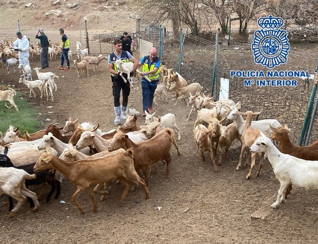 La Policía Nacional detiene en Málaga a los responsables de la sustracción de 400 cabezas de ganado