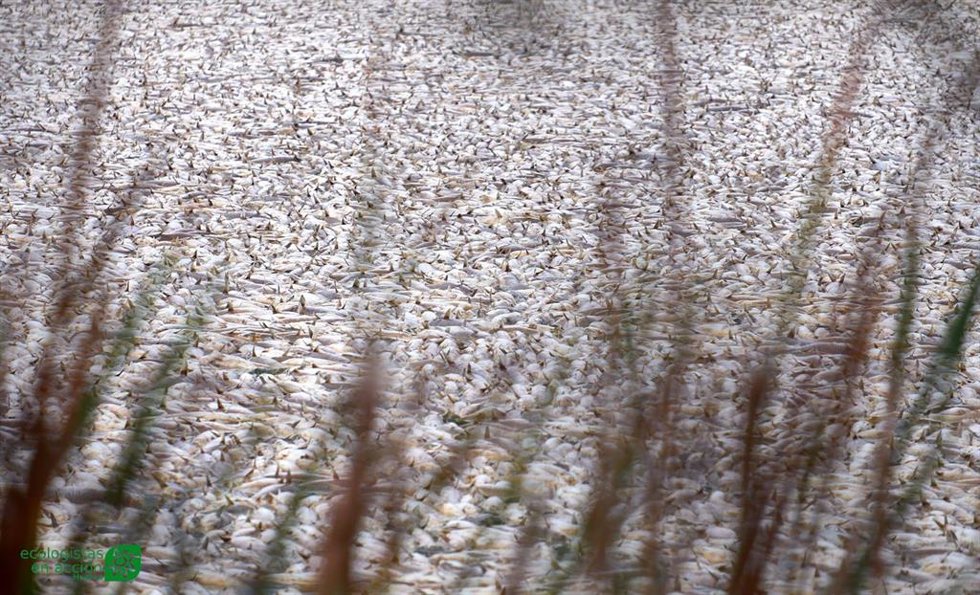 Imagen de los peces que aparecieron muertos el pasado domingo.
