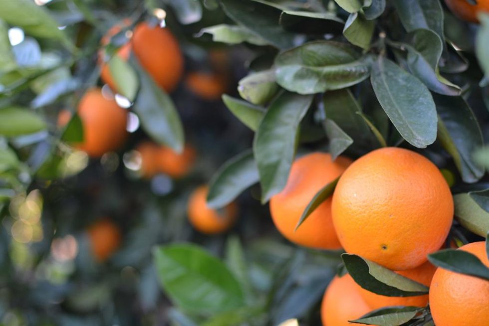Archivo - Naranjas en campo