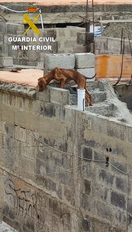 Estado en el que se encontraba el perro