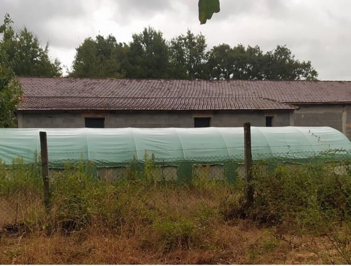 Localizada plantación de marihuana en Amoeiro (Ourense).