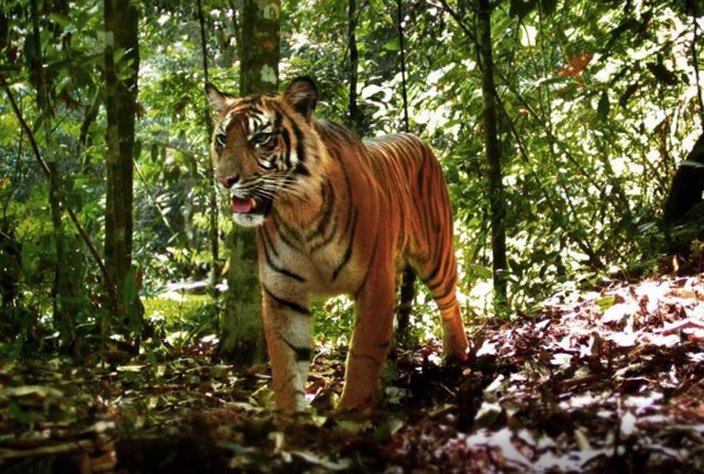 Tigre de Sumatra en el bosque