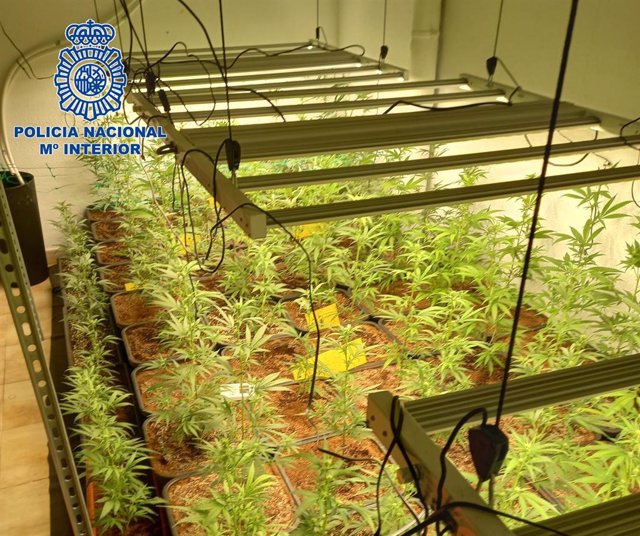 Nota De Prensa: "La Policía Nacional Ha Detenido A Dos Personas Por Tráfico De Drogas Tras Desmantelar Un Cultivo Indoor De 296 Plantas De Marihuana"