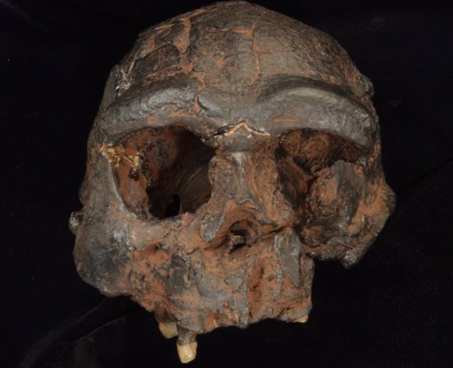 Archivo - Réplica del cráneo de Homo erectus de Java