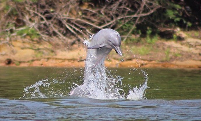 Delfín de agua dulce.
