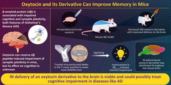 La administración intranasal de un derivado de la oxitocina logró una perfusión adecuada del derivado en el tejido cerebral e indujo un efecto de mejora de la memoria en ratones durante las pruebas de función cognitiva.