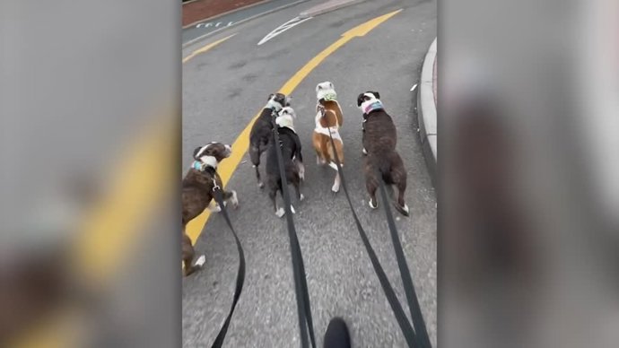 Esta mujer pasea 8 perros a la vez y se los lleva a tomar el café