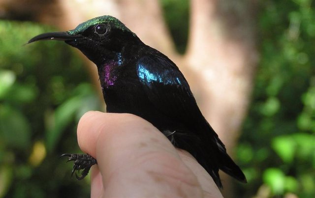 Un pájaro de sol negro macho