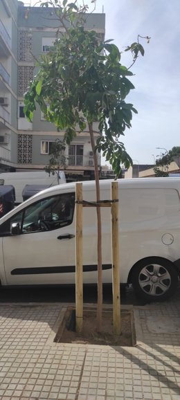 Uno de los árboles plantados en la calle Ocells de Palma.