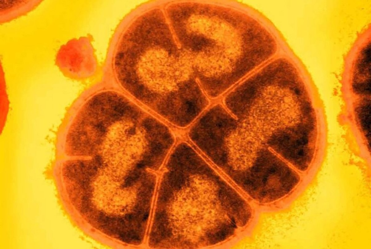 Bacterias antiguas podrían acechar bajo la superficie de Marte