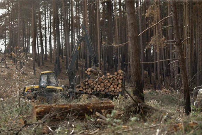 Una máquina de la empresa Maderas Ourense limpia los árboles quemados en una finca, a 30 de septiembre de 2022, en A Pobra do Brollón, Lugo, Galicia, (España)