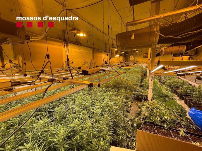 Una de las plantaciones de marihuana desmanteladas por los Mossos d'Esquadra en Olesa de Montserrat (Barcelona) y Riudoms (Tarragona)