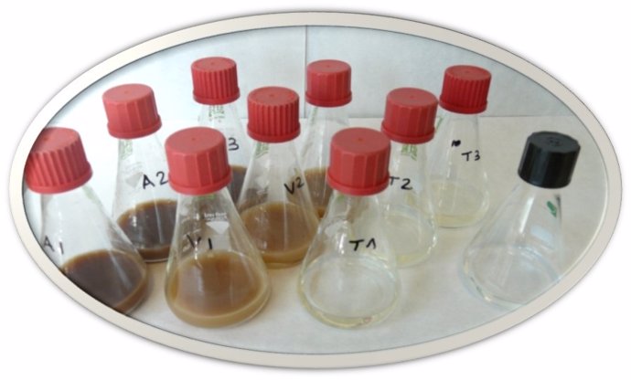 Detalle del ensayo de bioaumentación con extractos procedentes de diferentes muestras expuestas previamente a los contaminantes y aplicados para degradar ibuprofeno en soluciones acuosas, con sus respectivos controles.