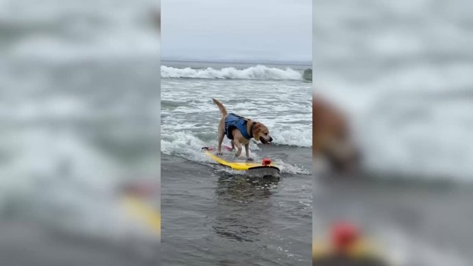 ¡Echa Un Vistazo Al Campeonato Mundial De Surf De Perros 2022!