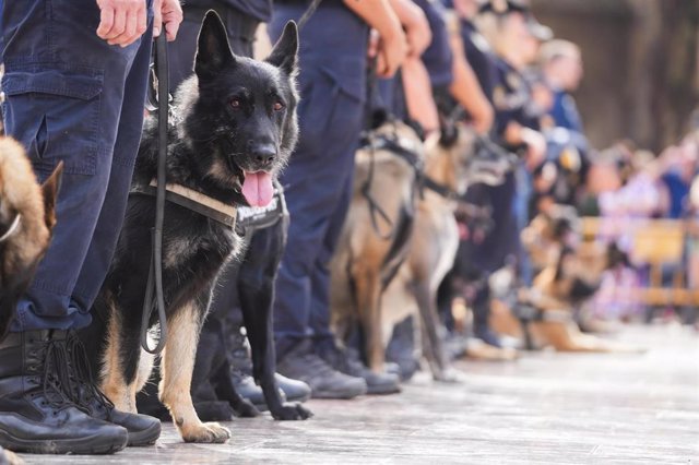 Perros participantes en la clausura de los encuentros de Unidades Caninas de Policías Locales y de Unidades Caninas de Rescate de Bomberos celebrada en València.