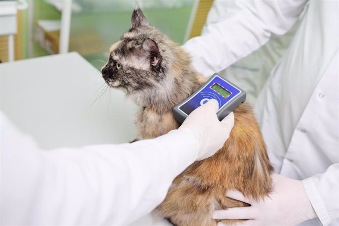 Un gato atendido en una clínica veterinaria