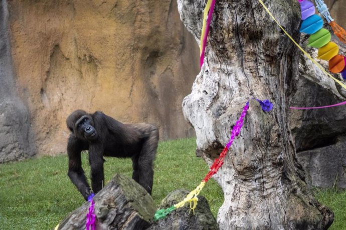 BIOPARC celebra el 10 aniversario de Ebo, el primer gorila valenciano