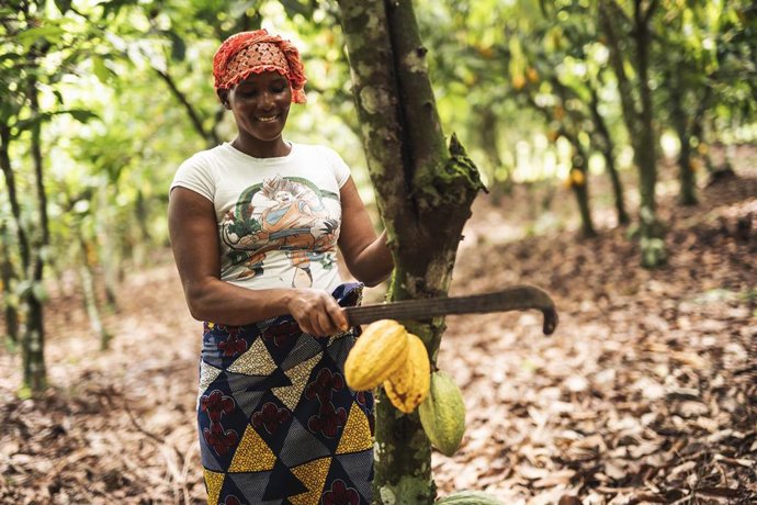Archivo - Cacao certificado Fairtrade de Guylian