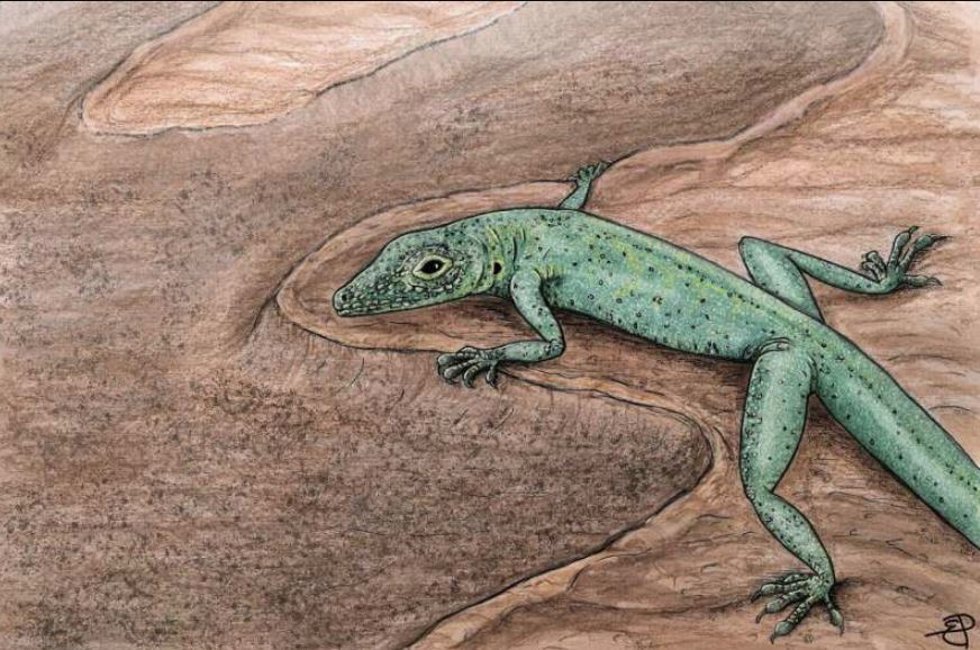 Reconstrucción artística del escamoso fósil, Bellairsia gracilis, disfrutando de una huella de dinosaurio.