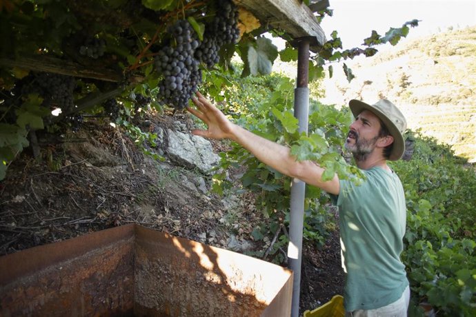 Archivo - Un vendimiador y cosechero recoge racimos de garnacha 