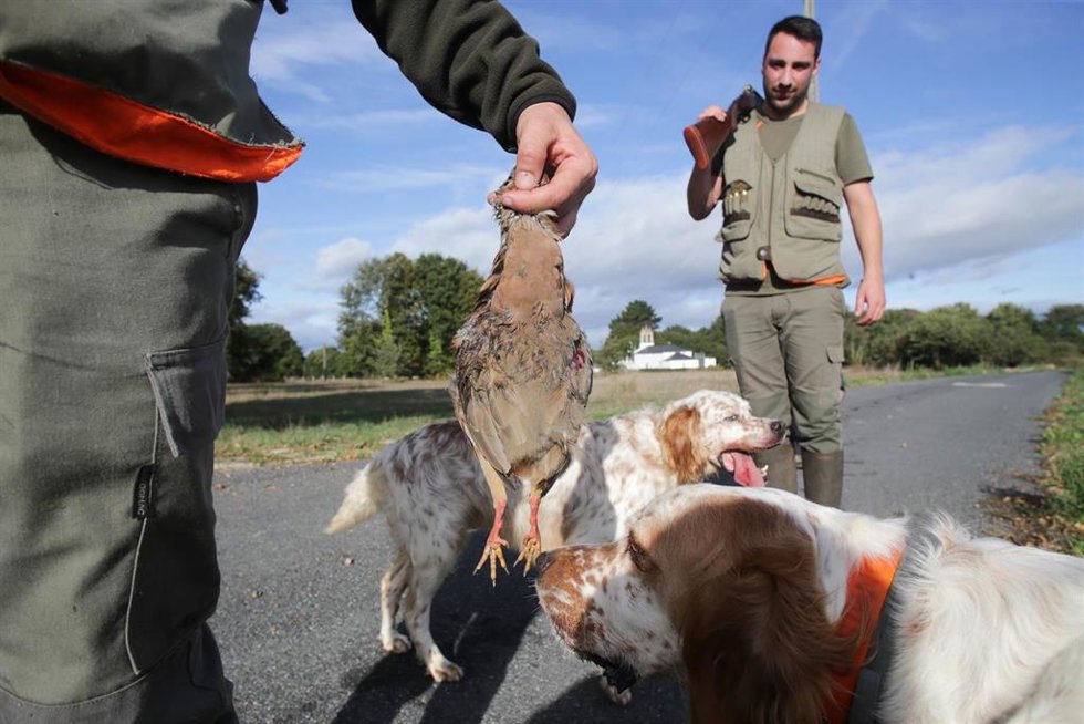 Perros de caza