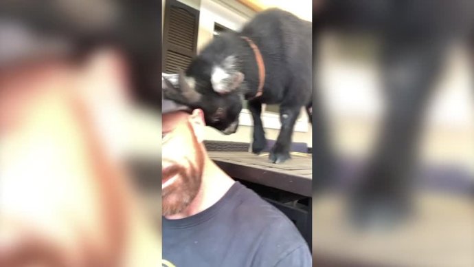 Así es la vida en compañía de una pequeña cabritilla: el pequeño animal se ha hecho viral