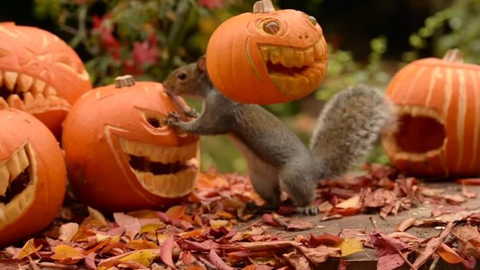 Estas ardillas juguetean con las calabazas de Halloween... Y una de ellas se la pone en la cabeza