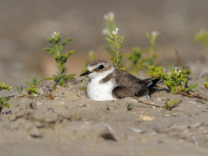 Chorlitejo patinegro.