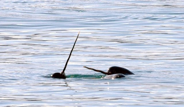 Narvales muestran sus pinchos característicos en el agua